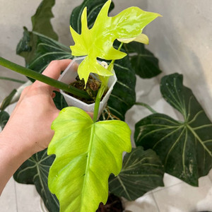 필로덴드론 라디아텀 바리에가타