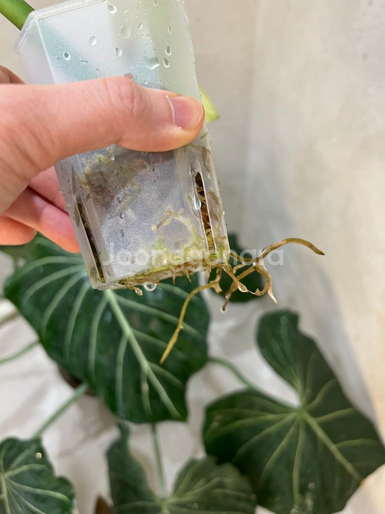 필로덴드론 라디아텀 바리에가타--1