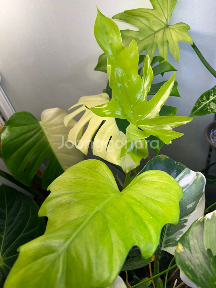필로덴드론 라디아텀 바리에가타--4