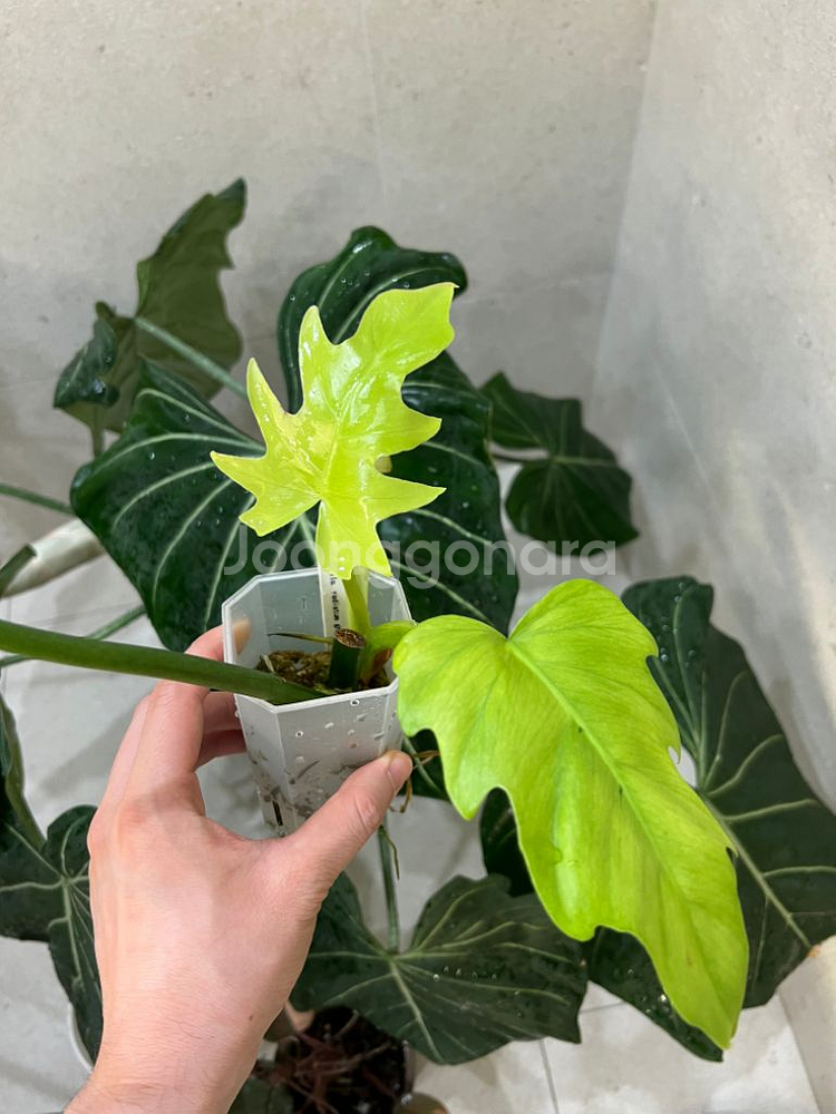 필로덴드론 라디아텀 바리에가타--2