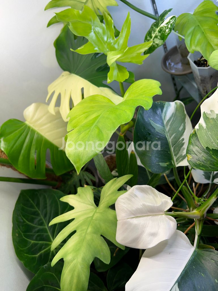 필로덴드론 라디아텀 바리에가타--3