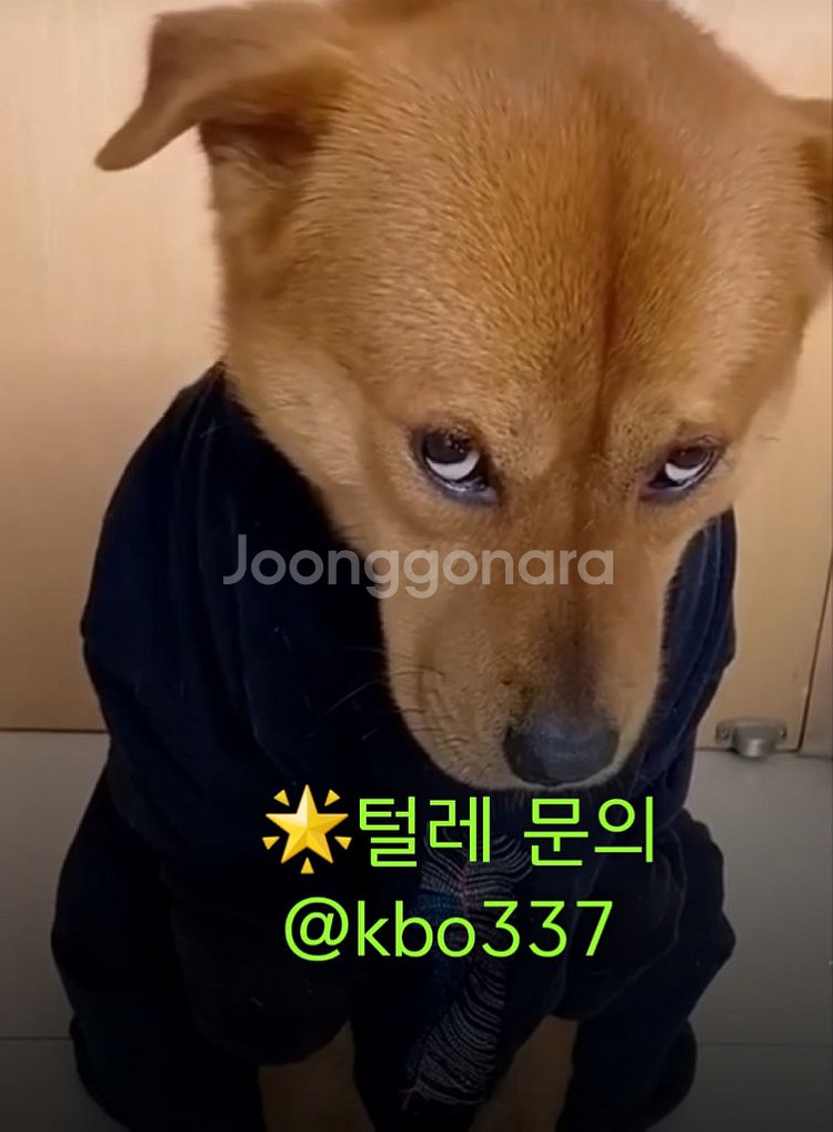 ㅂㅅㅍ / ㅅㄷㅍ / 분실폰 / 습득폰 / 주운폰--0