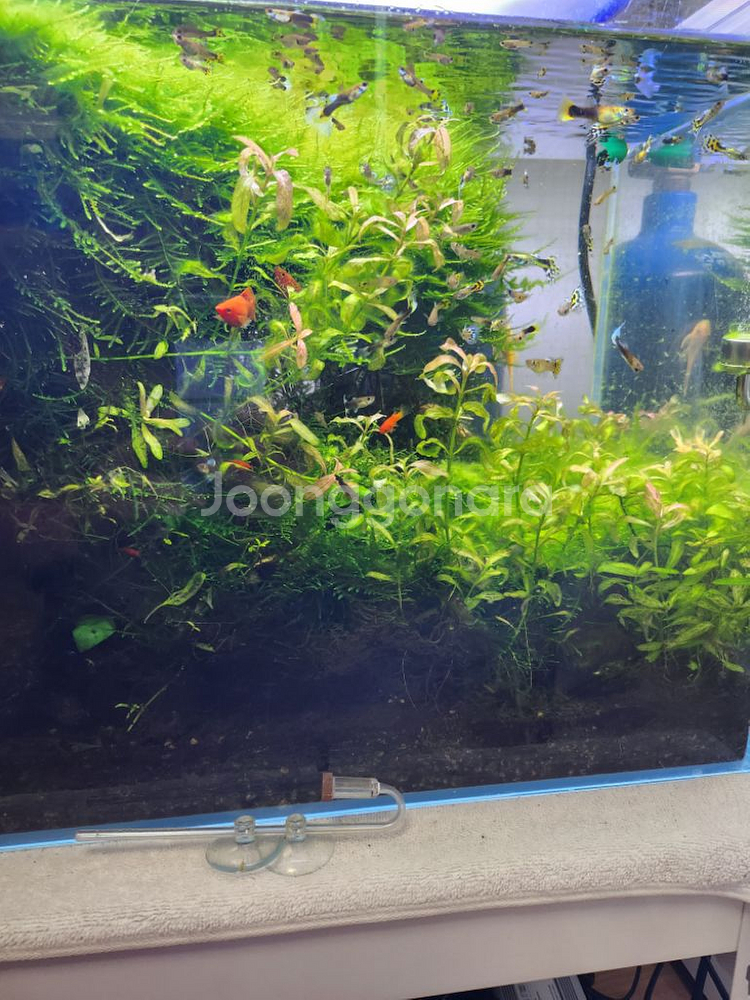 2자 수초어항 풀셋팝니다(생물제외)--2