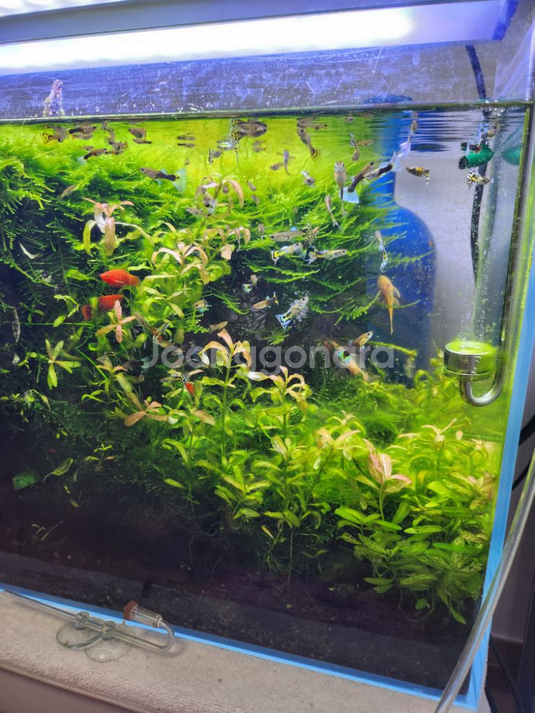 2자 수초어항 풀셋팝니다(생물제외)--3