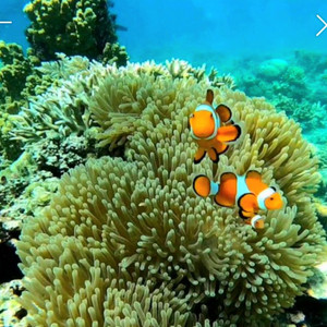 해수어항 삽니다