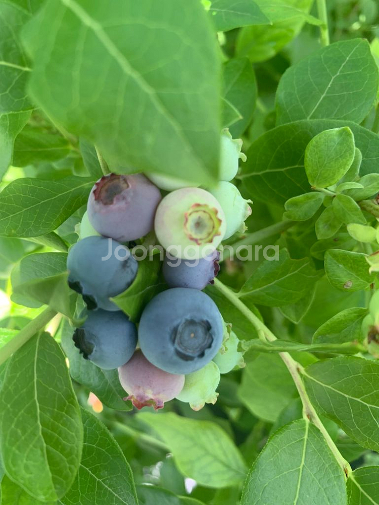 블루베리 생과 1kg--2