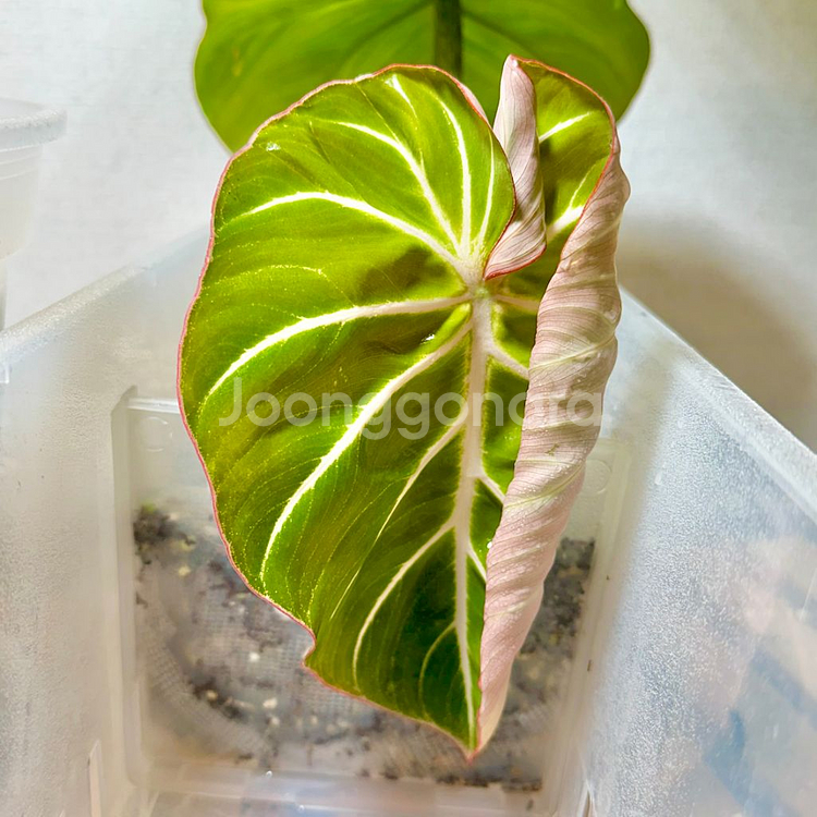 찐 화이트베인 핑크백 귀 겹치는 종--0