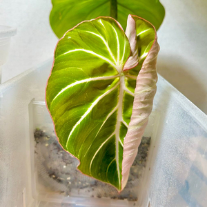 찐 화이트베인 핑크백 귀 겹치는 종