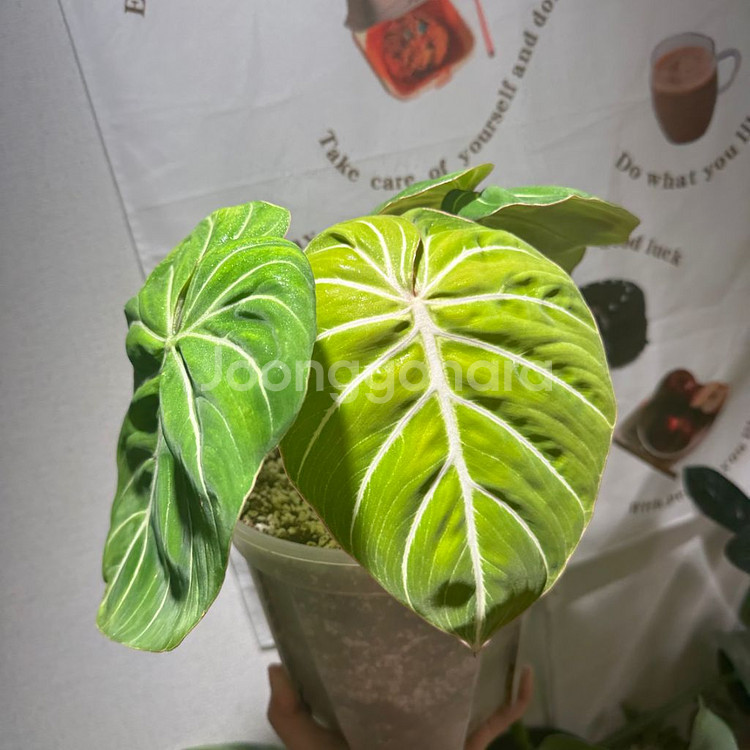 찐 화이트베인 핑크백 귀 겹치는 종--2