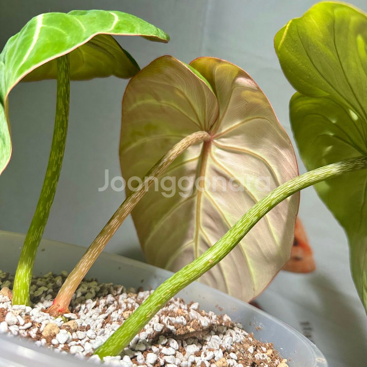 찐 화이트베인 핑크백 귀 겹치는 종--1