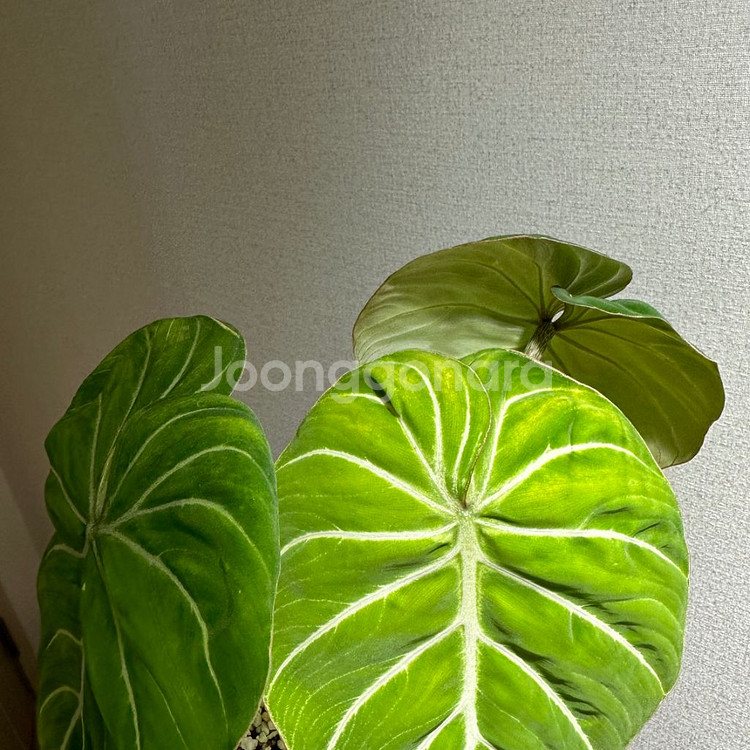 찐 화이트베인 핑크백 귀 겹치는 종--4