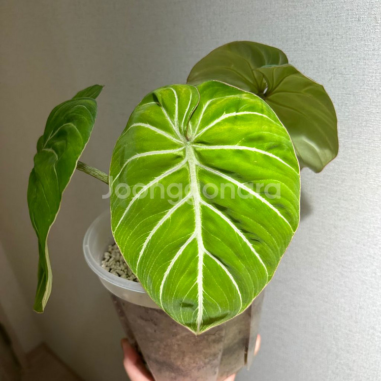 찐 화이트베인 핑크백 귀 겹치는 종--3