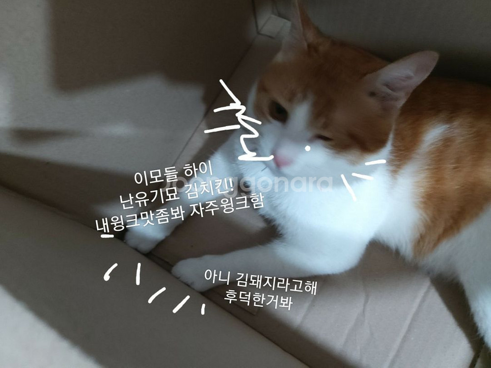 최저가 홀터넥 여신 섹시 개싸 블라우스 쇼핑몰 티--3