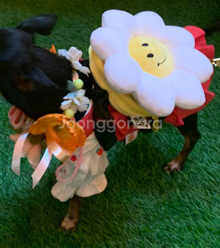 강아지 168cm 스마일 꽃가방 하네스+꽃목걸이(화관)--2