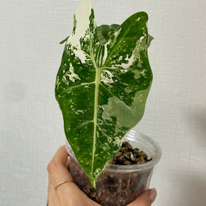 알로카시아 무늬프라이덱 무프덱