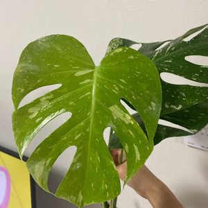 무늬몬스테라