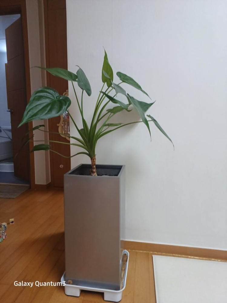 하트 알로카시아 무분 합니다 2개--1