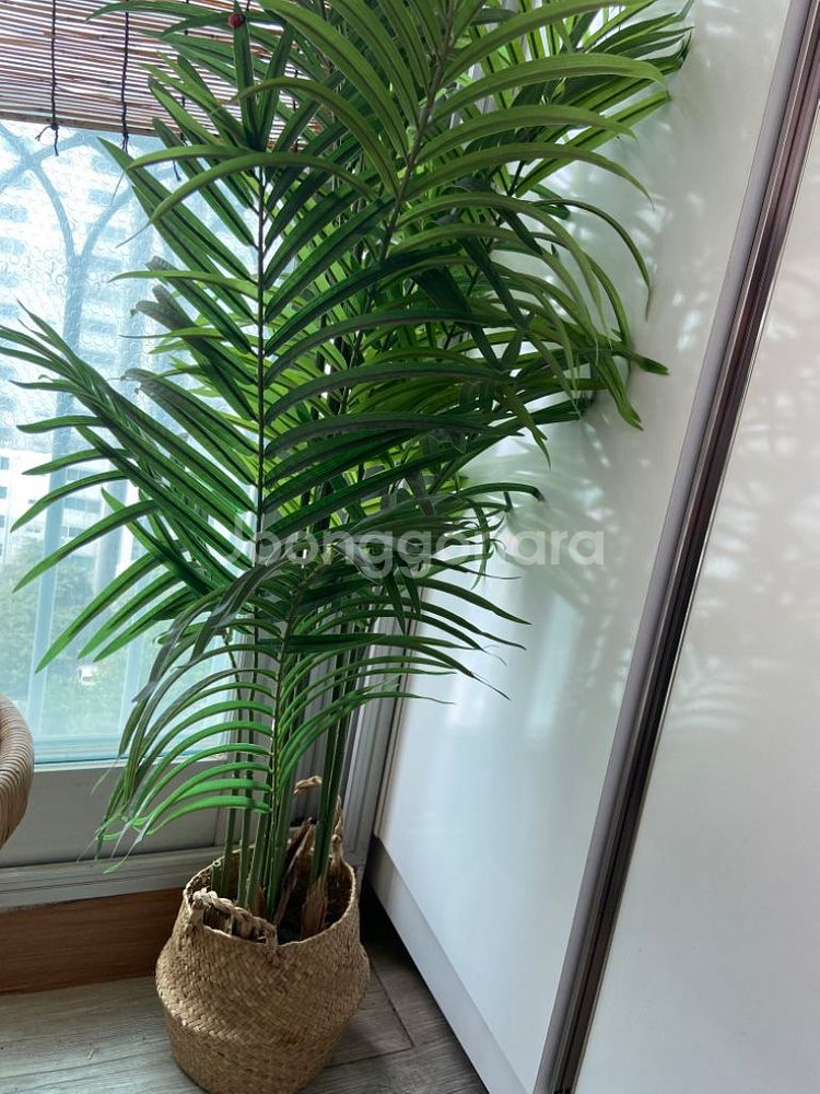 인테리어용 야자수 판매해요--0