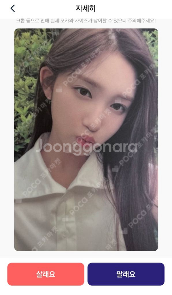 아이브 애프터라이크 사웨 럭드 포카 원영 이서 양도--1