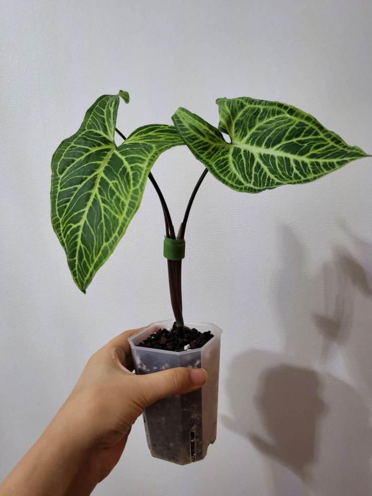 바틱(글로고) 싱고니움 이미지