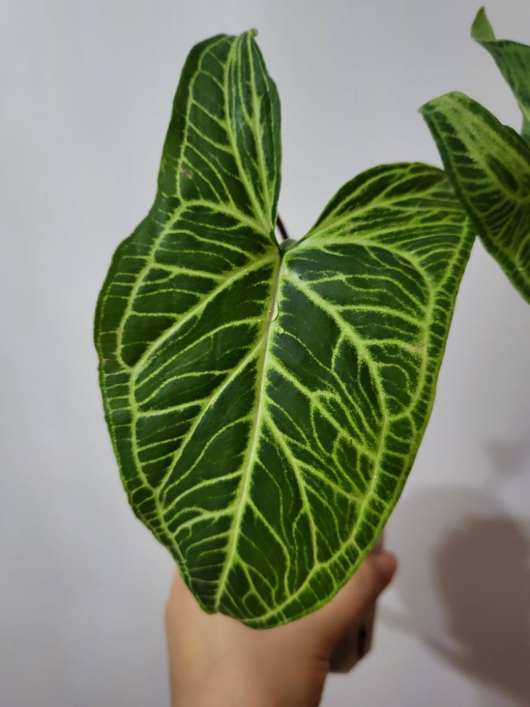 바틱(글로고) 싱고니움 이미지