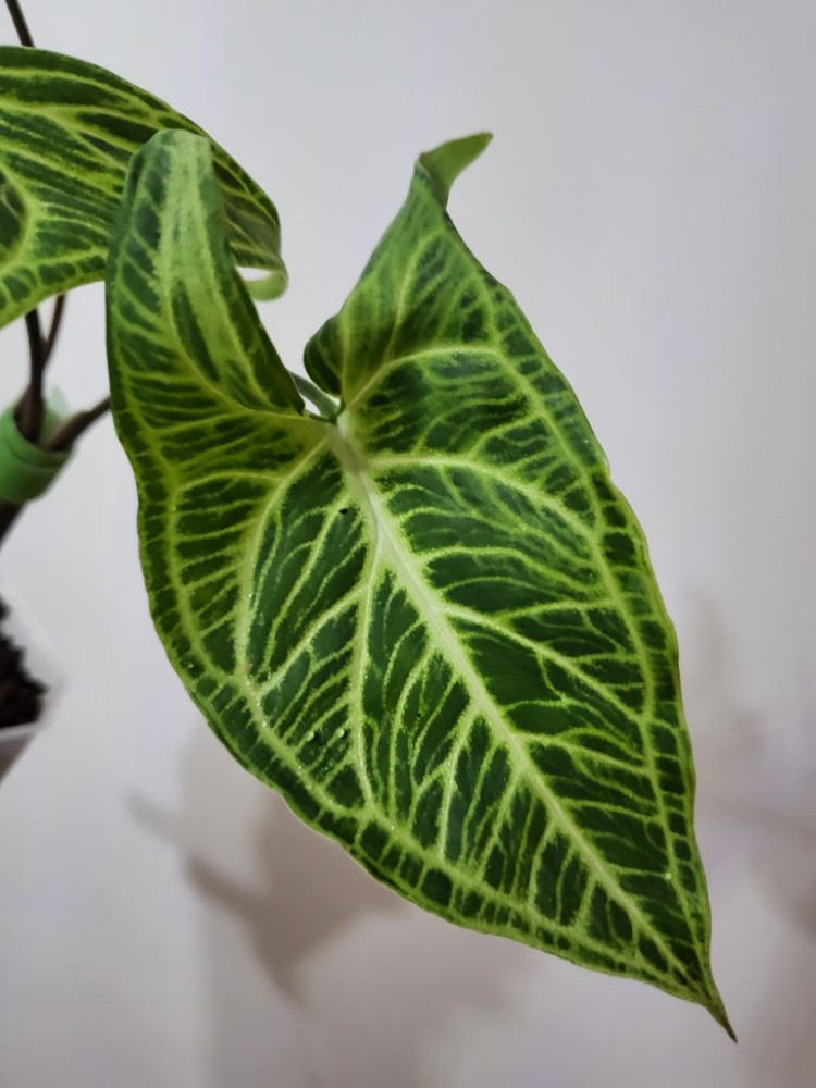 바틱(글로고) 싱고니움 이미지