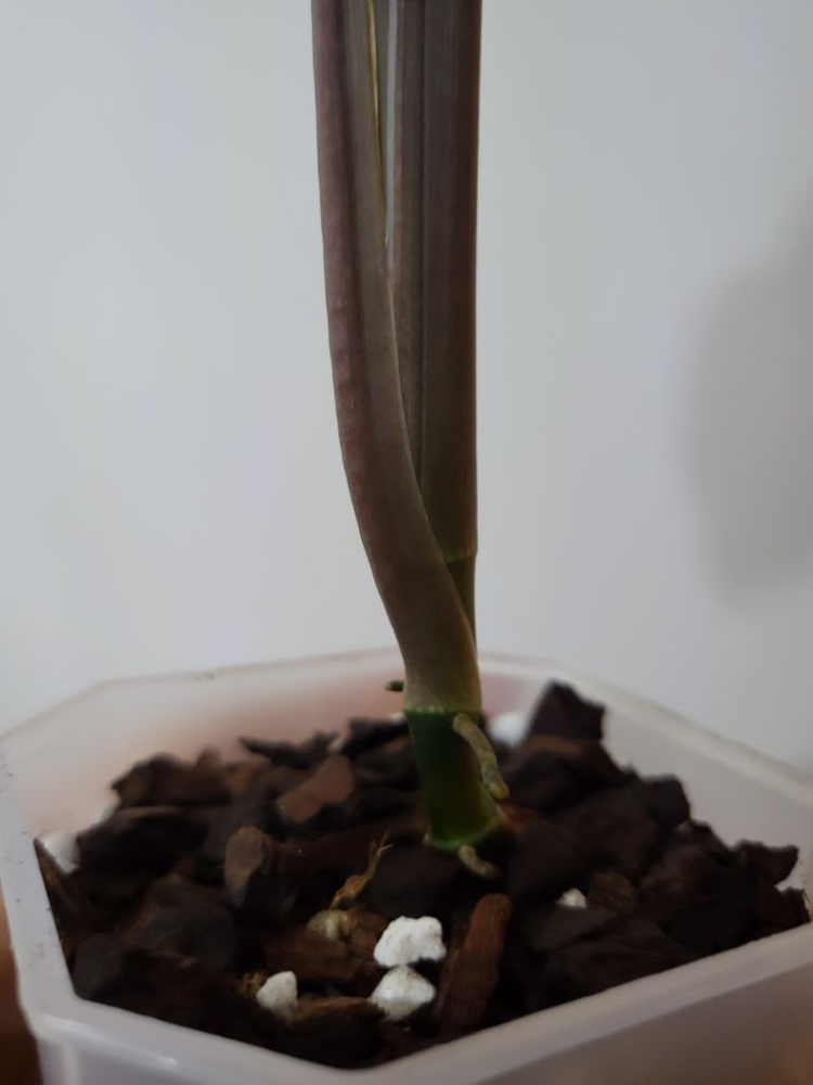 바틱(글로고) 싱고니움 이미지