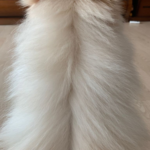 삽니다) 2080ti 어로스 삽니다