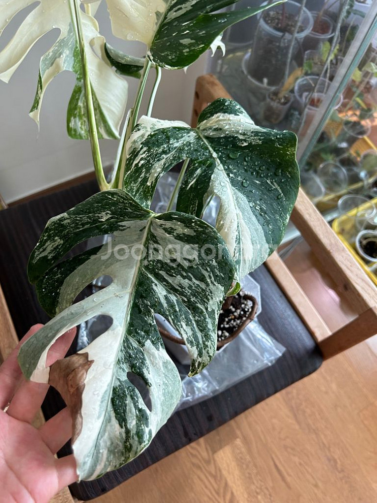 몬스테라 알보--1