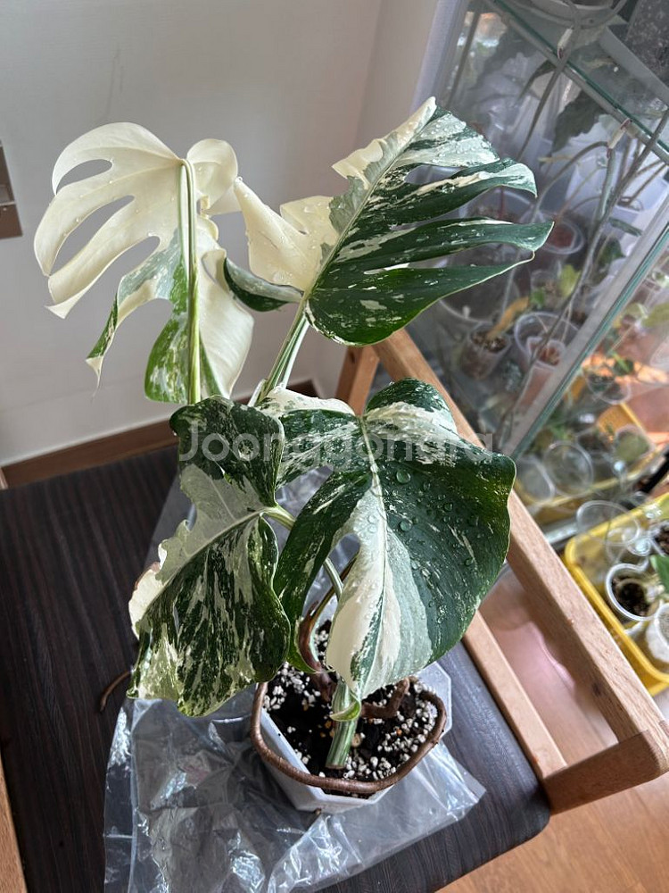 몬스테라 알보--0