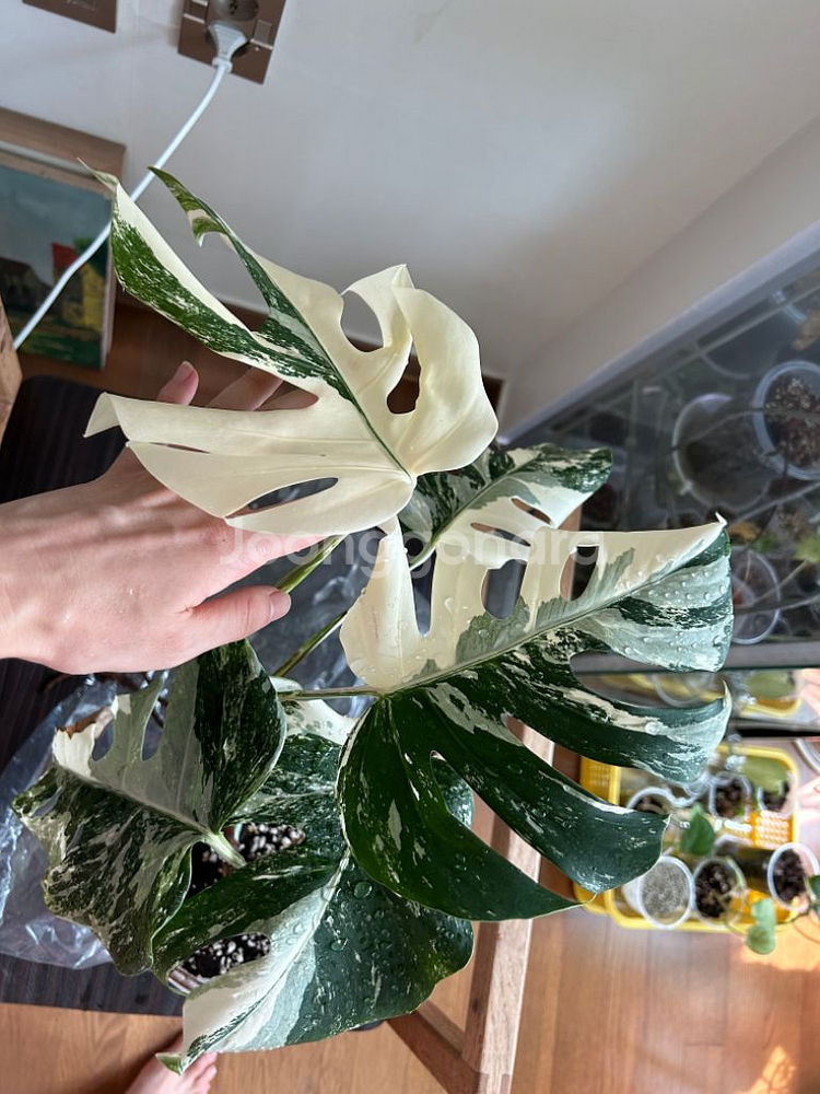 몬스테라 알보--2