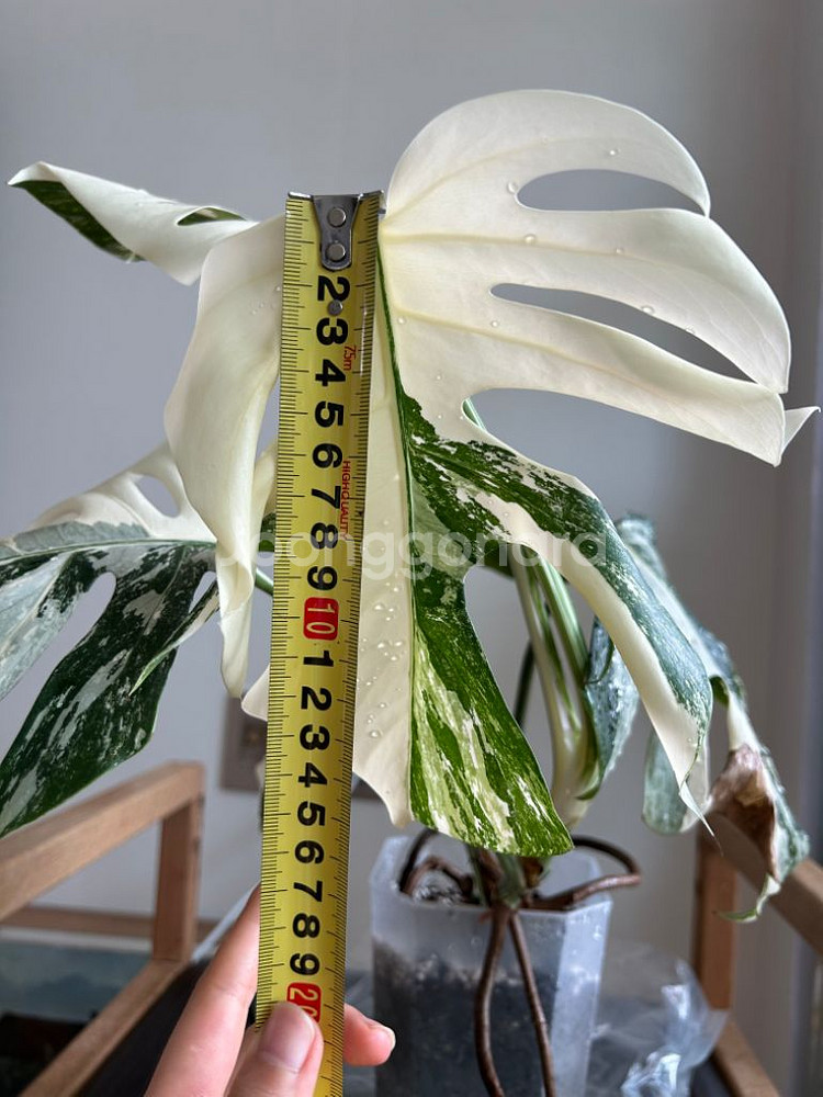 몬스테라 알보--4