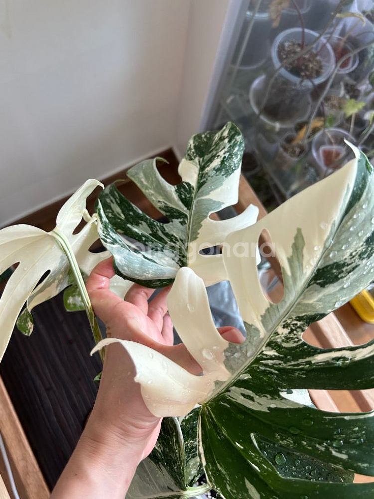 몬스테라 알보--3