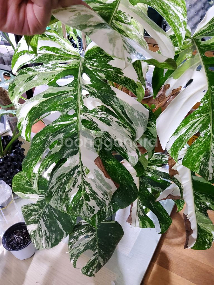 몬스테라 알보--5