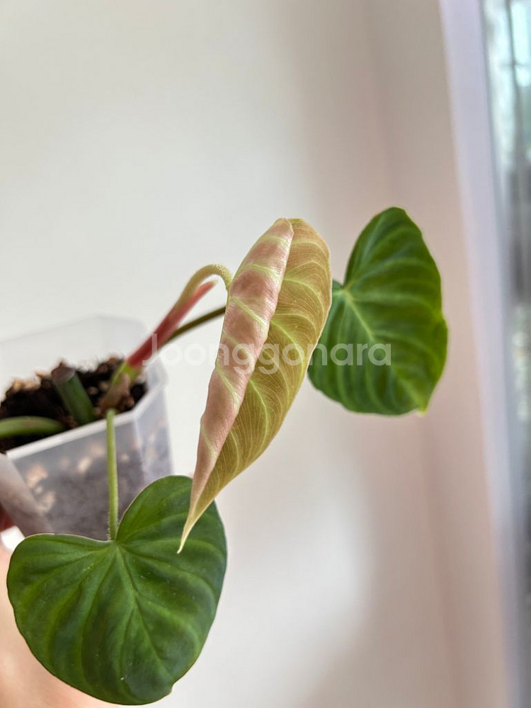 필로덴드론 베로쿠섬 코스타리카--1