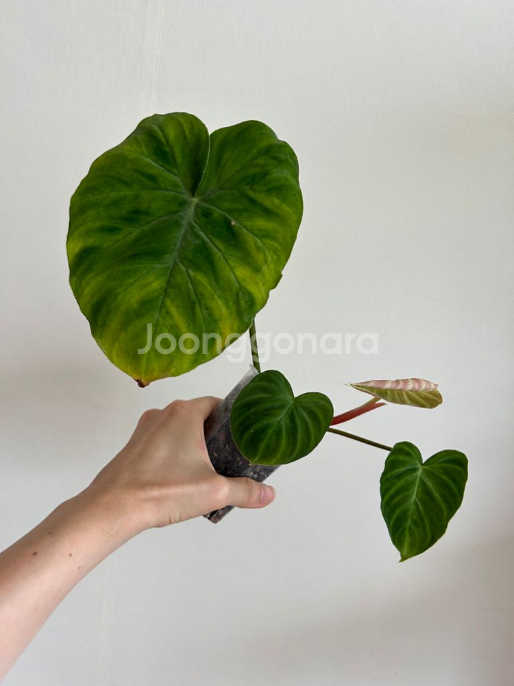 필로덴드론 베로쿠섬 코스타리카--0