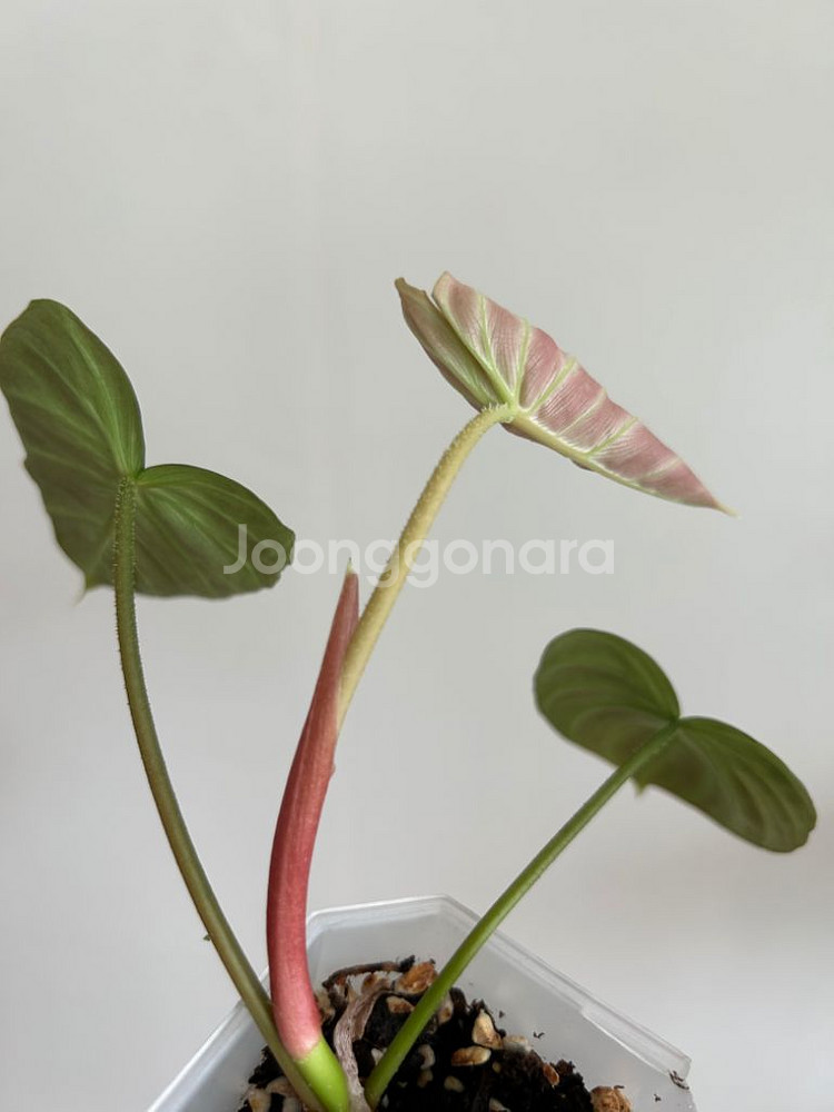 필로덴드론 베로쿠섬 코스타리카--2