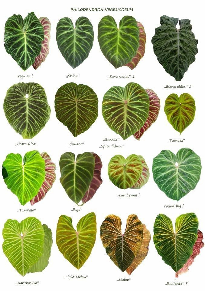 필로덴드론 베로쿠섬 코스타리카--3