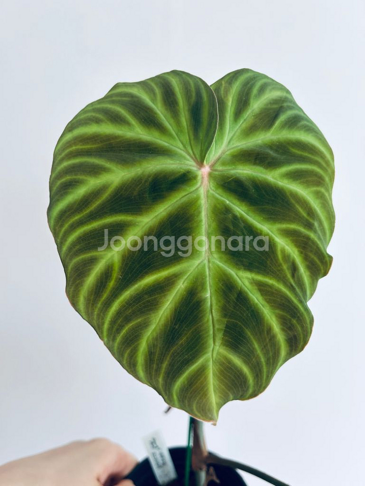 필로덴드론 베로쿠섬 코스타리카--4