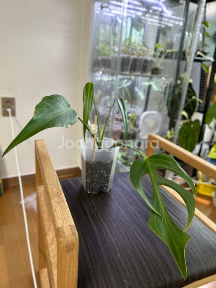 몬스테라 딜라체라타 (알보 아님--0