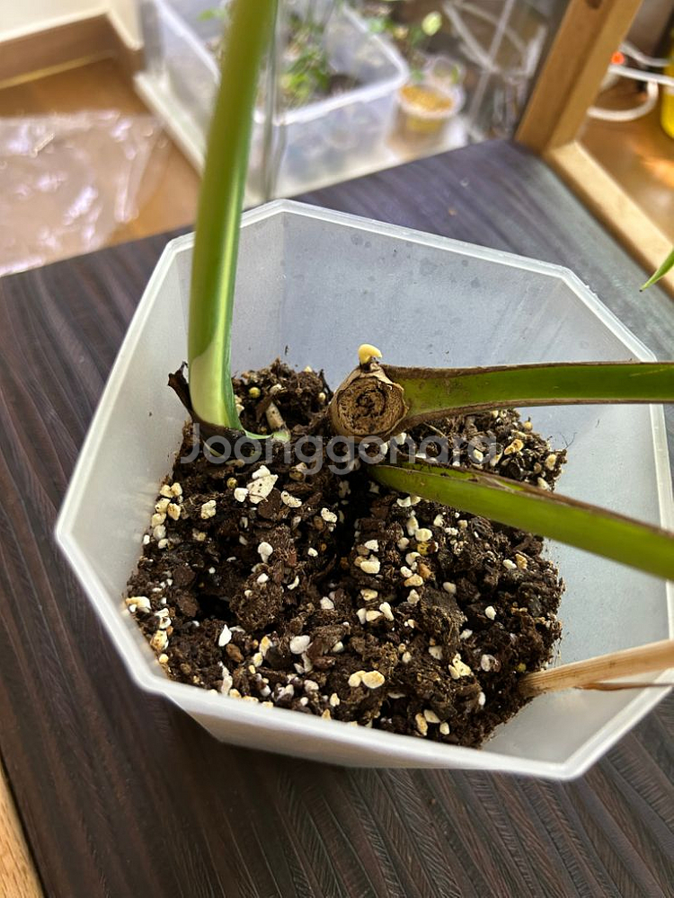 몬스테라 딜라체라타 (알보 아님--2