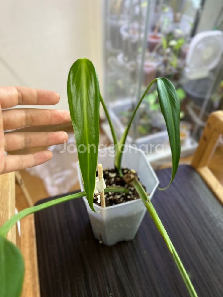 몬스테라 딜라체라타 (알보 아님--1