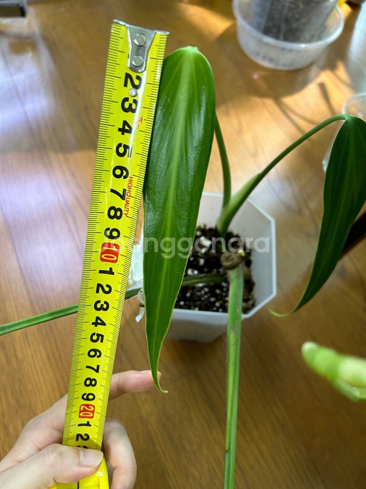 몬스테라 딜라체라타 (알보 아님--3