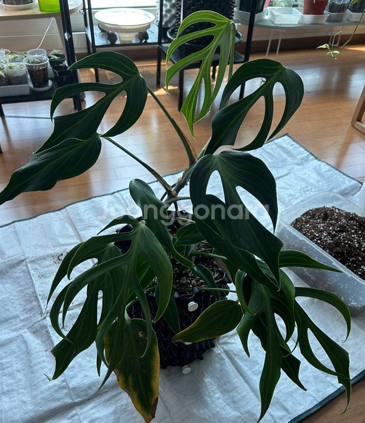 몬스테라 딜라체라타 (알보 아님--4