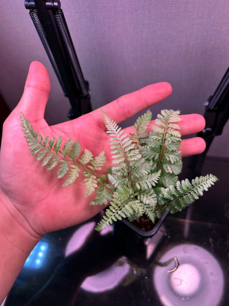 무늬 은청개고사리 무늬고사리 무늬은청고사리 우르슬라레드--1