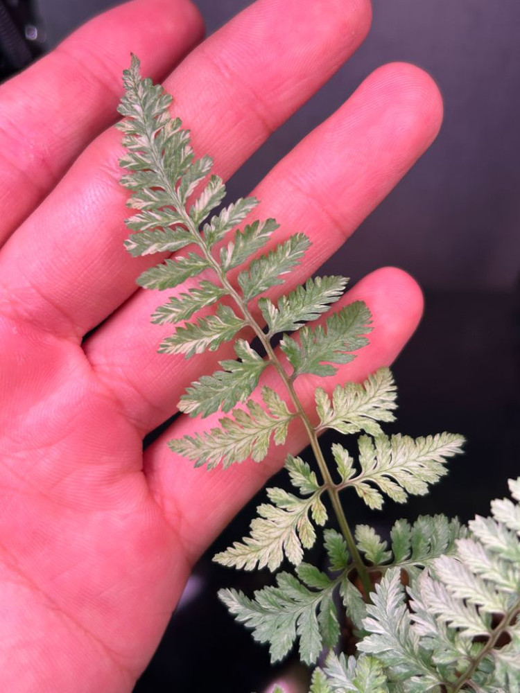 무늬 은청개고사리 무늬고사리 무늬은청고사리 우르슬라레드--2