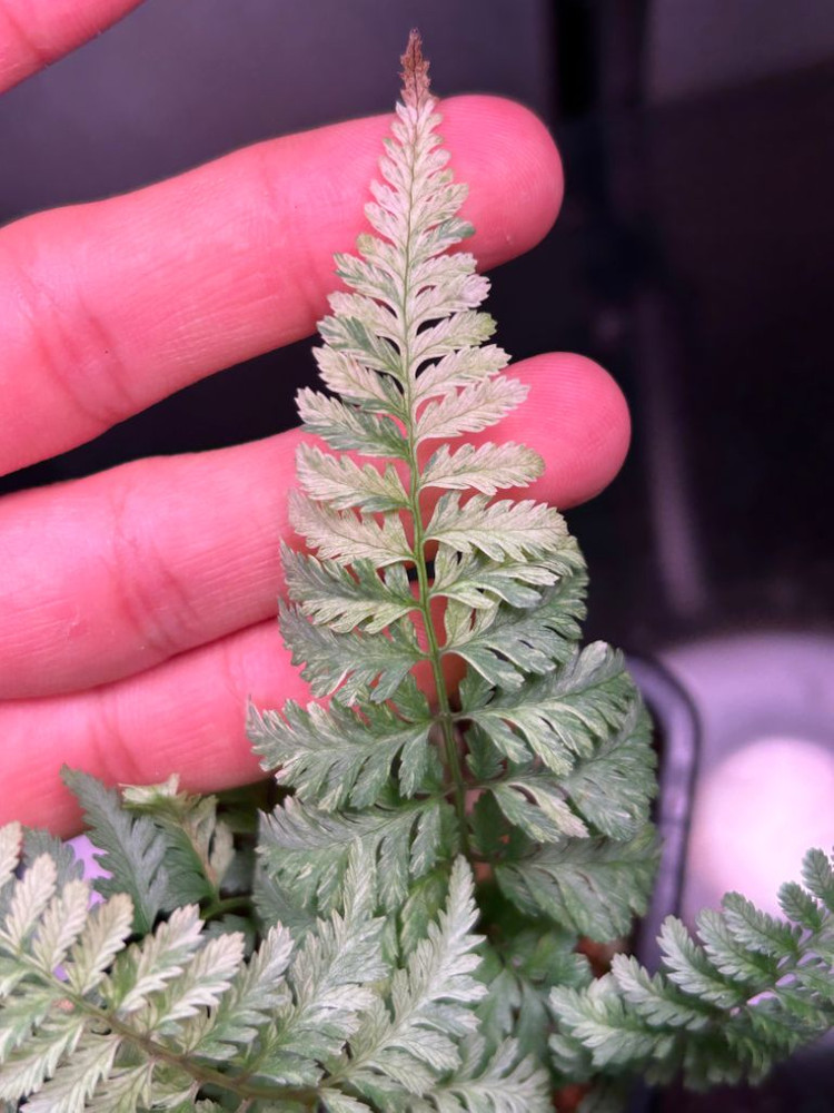 무늬 은청개고사리 무늬고사리 무늬은청고사리 우르슬라레드--4