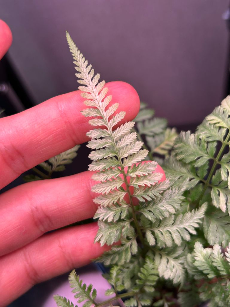 무늬 은청개고사리 무늬고사리 무늬은청고사리 우르슬라레드--6