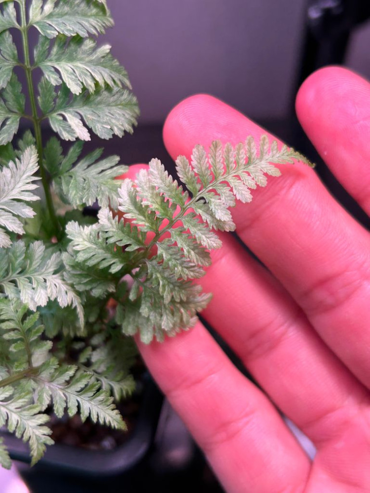 무늬 은청개고사리 무늬고사리 무늬은청고사리 우르슬라레드--7