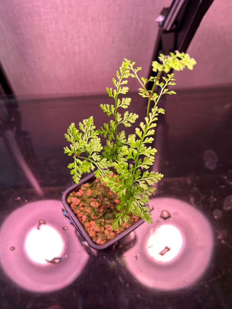 선바위고사리 고사리--1